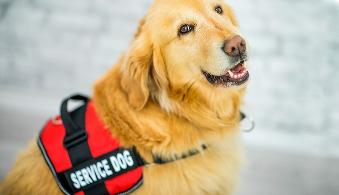 OCC’s Service Animal Policy