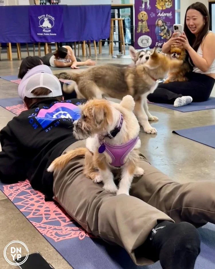 OCC’s Counseling Center Hosts “Pawse" and Play Event